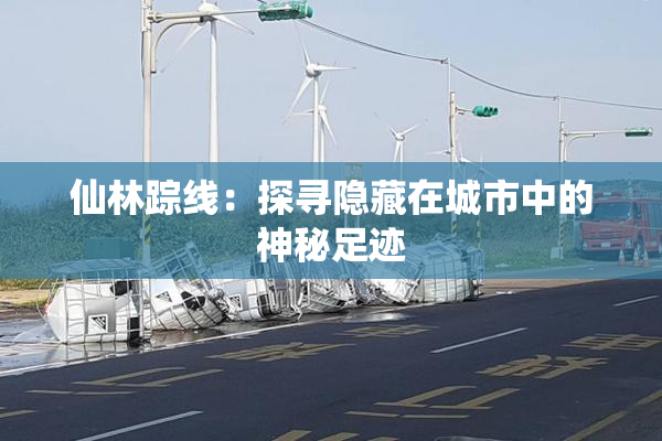 仙林踪线：探寻隐藏在城市中的神秘足迹