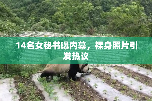 14名女秘书曝内幕，裸身照片引发热议