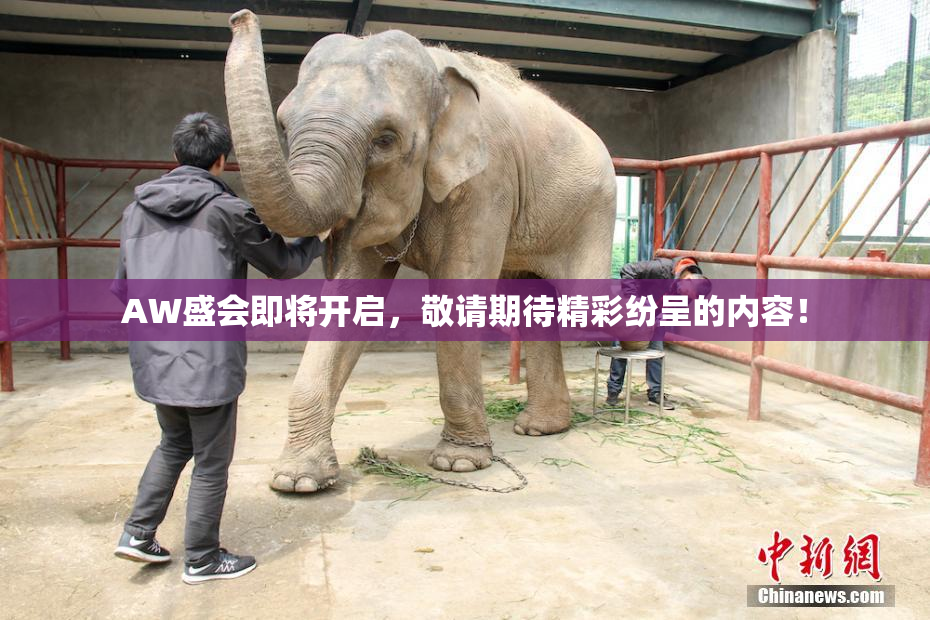 AW盛会即将开启，敬请期待精彩纷呈的内容！