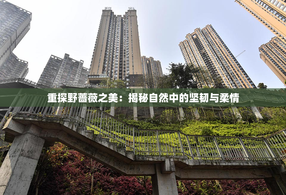 重探野蔷薇之美：揭秘自然中的坚韧与柔情