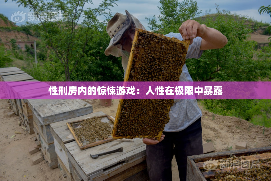 性刑房内的惊悚游戏：人性在极限中暴露