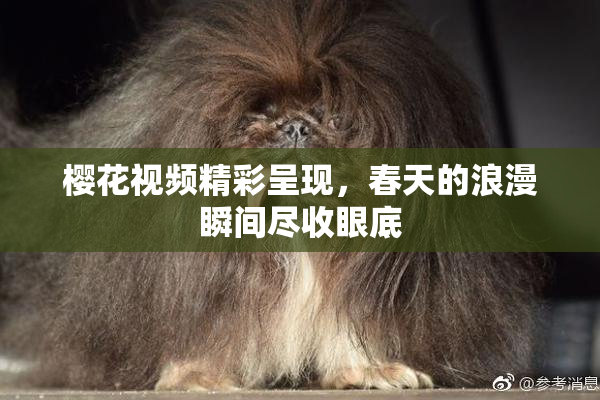 樱花视频精彩呈现，春天的浪漫瞬间尽收眼底