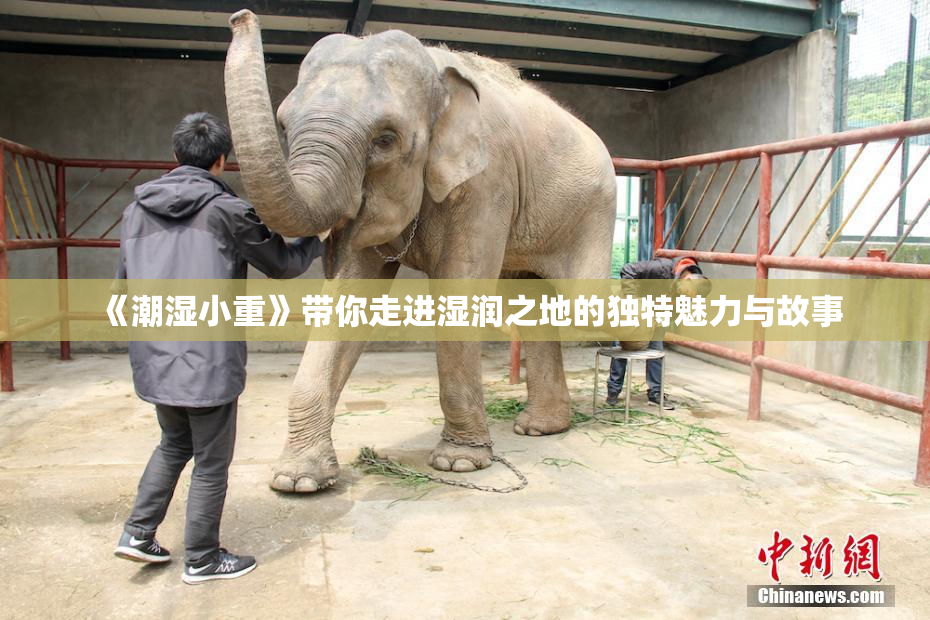 《潮湿小重》带你走进湿润之地的独特魅力与故事