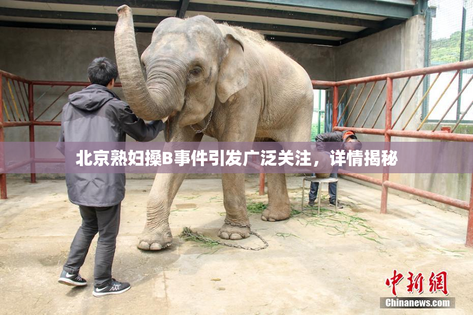 北京熟妇搡B事件引发广泛关注，详情揭秘
