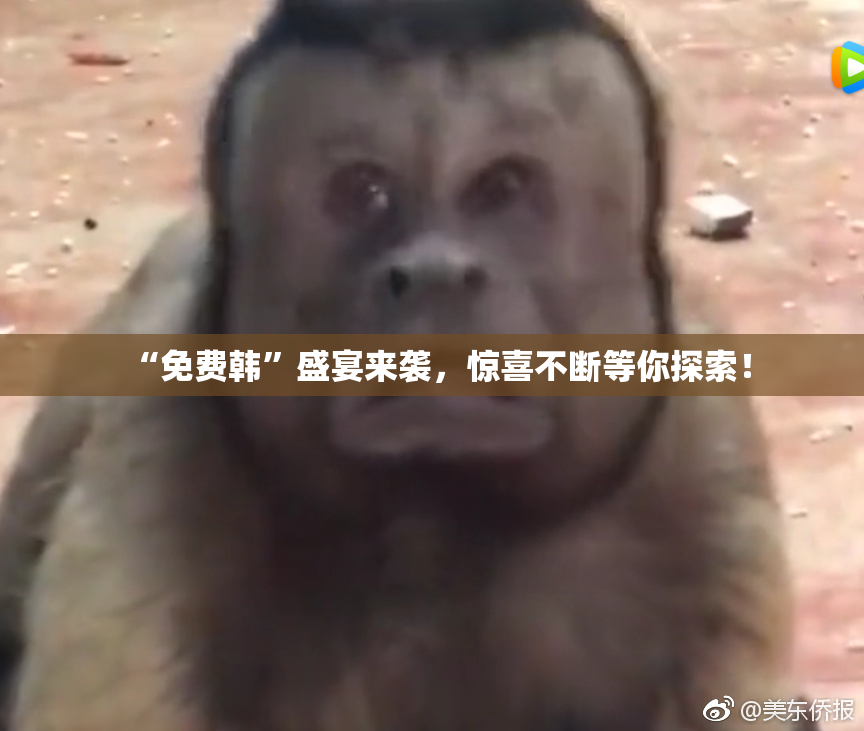 “免费韩”盛宴来袭，惊喜不断等你探索！