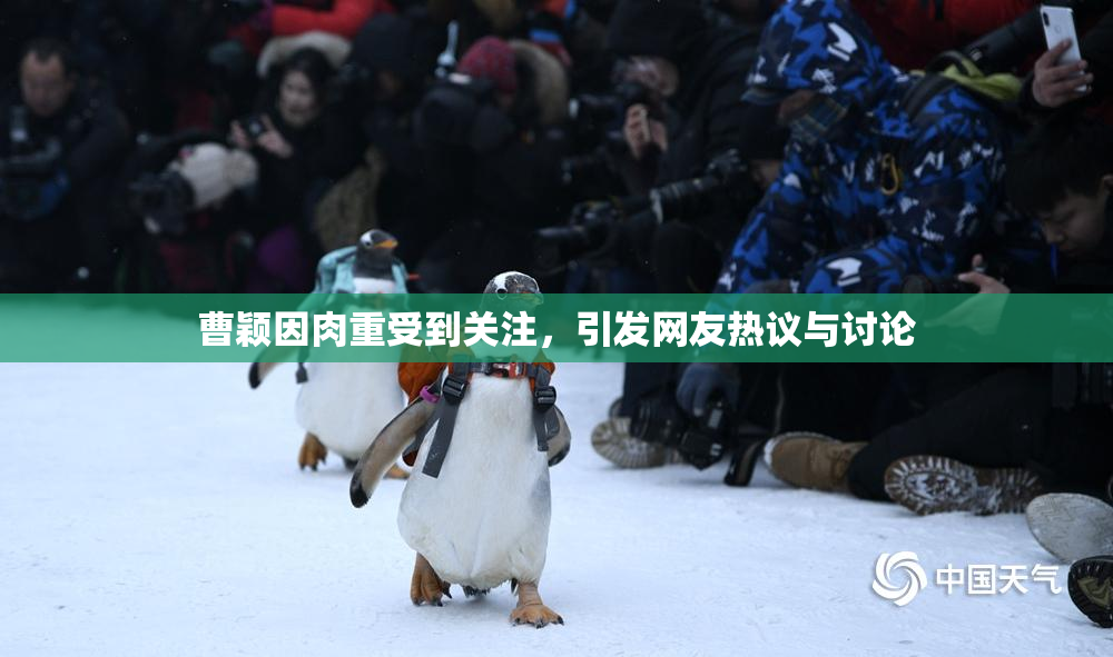 曹颖因肉重受到关注，引发网友热议与讨论