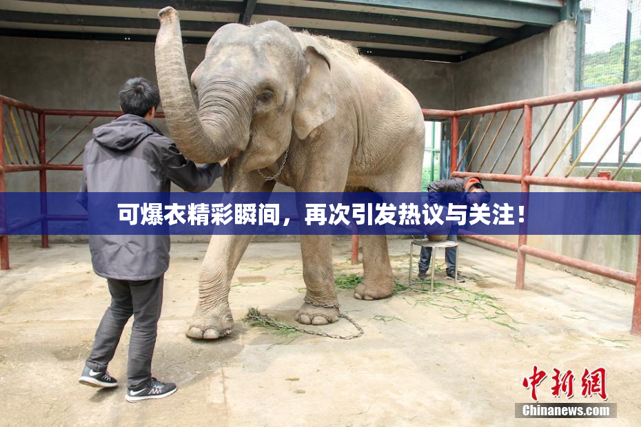 可爆衣精彩瞬间，再次引发热议与关注！