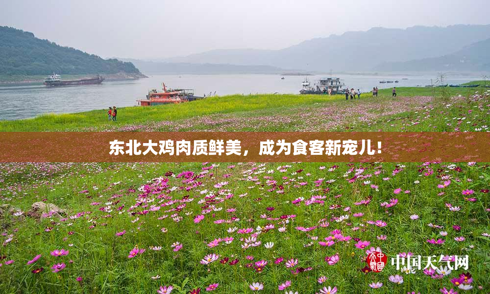 东北大鸡肉质鲜美，成为食客新宠儿！