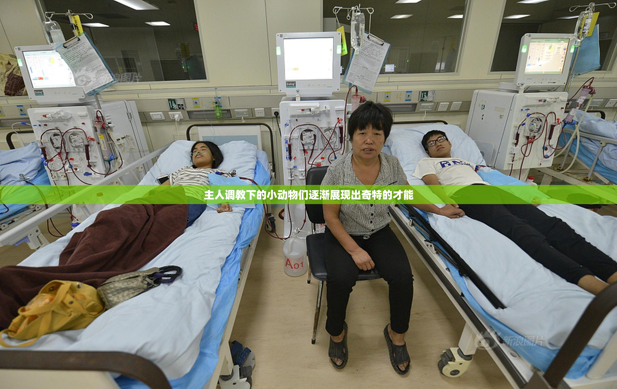 主人调教下的小动物们逐渐展现出奇特的才能