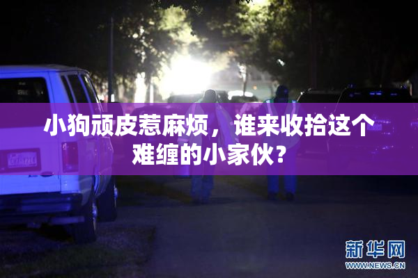 小狗顽皮惹麻烦，谁来收拾这个难缠的小家伙？