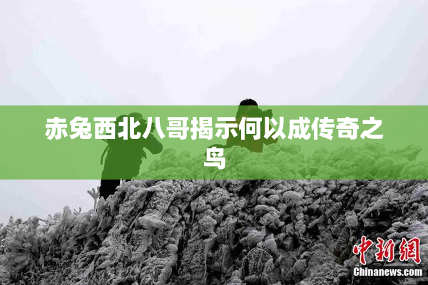 赤兔西北八哥揭示何以成传奇之鸟