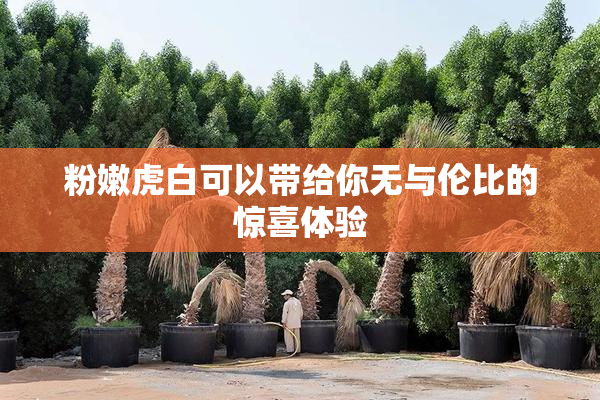 粉嫩虎白可以带给你无与伦比的惊喜体验