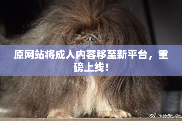 原网站将成人内容移至新平台，重磅上线！
