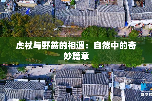 虎杖与野蔷的相遇：自然中的奇妙篇章