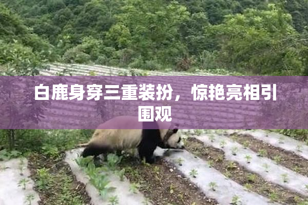 白鹿身穿三重装扮，惊艳亮相引围观