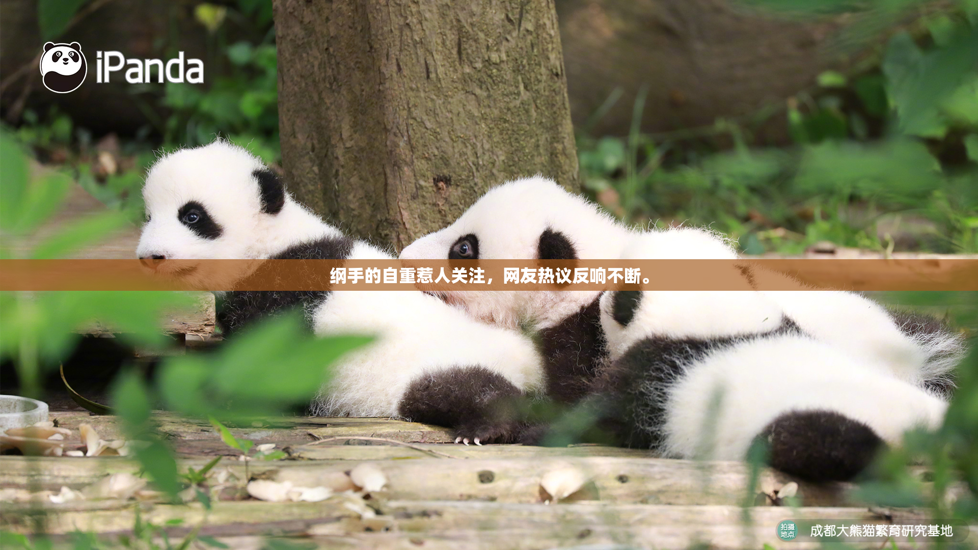 纲手的自重惹人关注，网友热议反响不断。