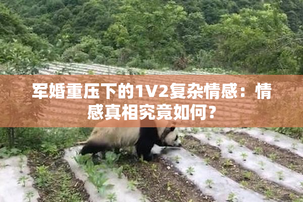 军婚重压下的1V2复杂情感：情感真相究竟如何？