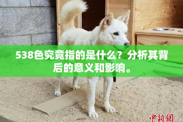 538色究竟指的是什么？分析其背后的意义和影响。