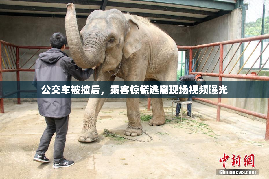 公交车被撞后，乘客惊慌逃离现场视频曝光