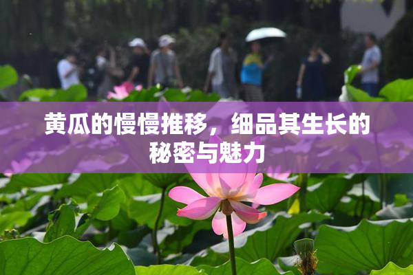 黄瓜的慢慢推移，细品其生长的秘密与魅力