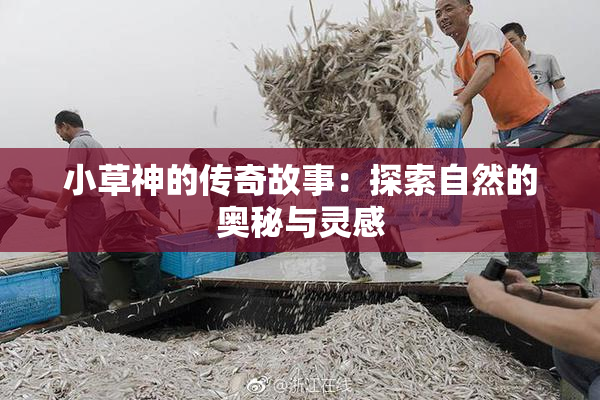 小草神的传奇故事：探索自然的奥秘与灵感