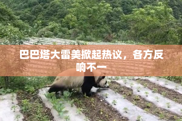 巴巴塔大雷美掀起热议，各方反响不一