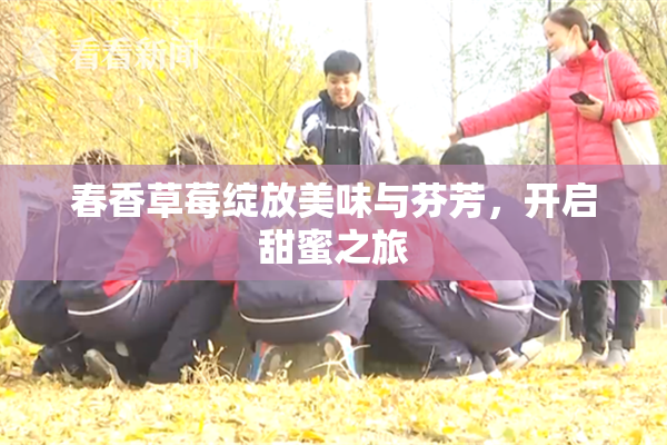 春香草莓绽放美味与芬芳，开启甜蜜之旅