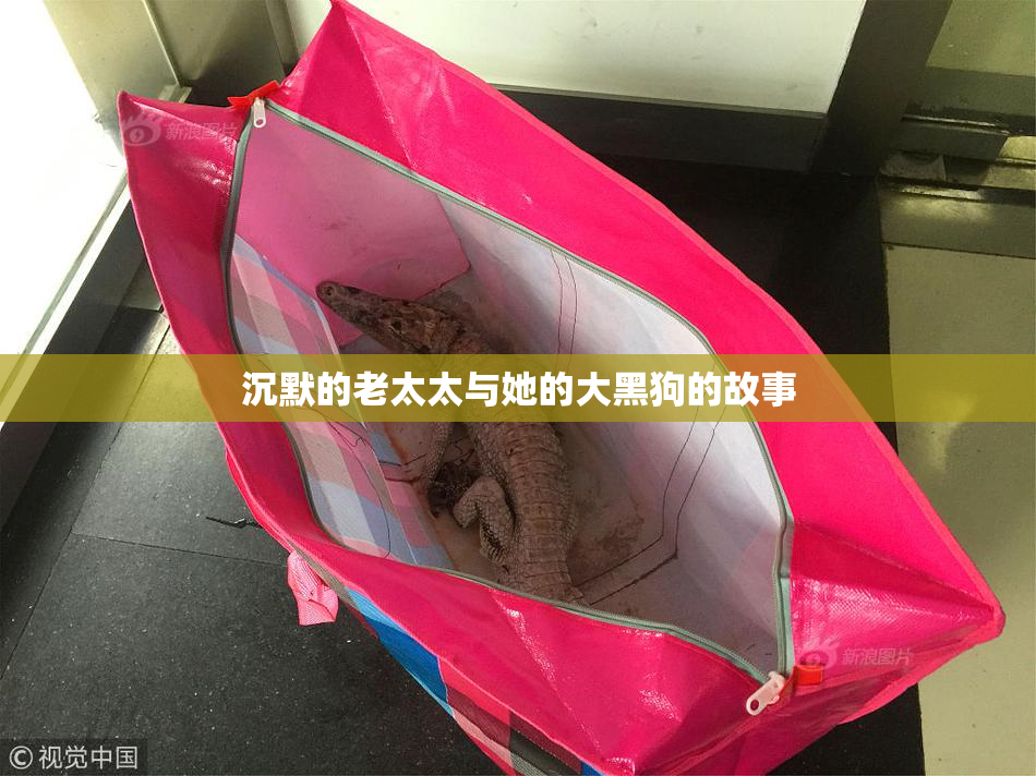 沉默的老太太与她的大黑狗的故事