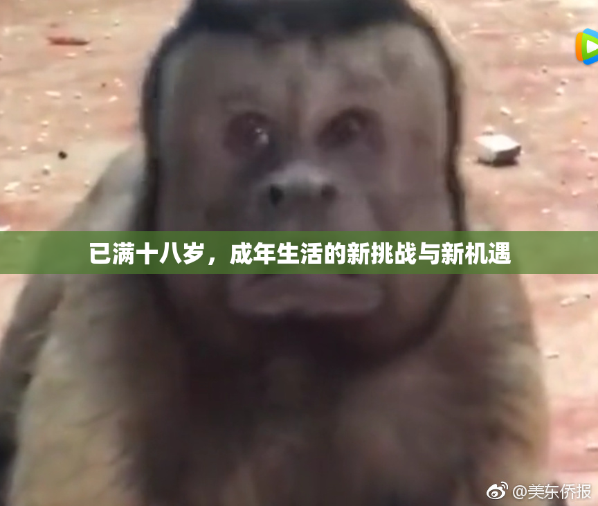 已满十八岁，成年生活的新挑战与新机遇