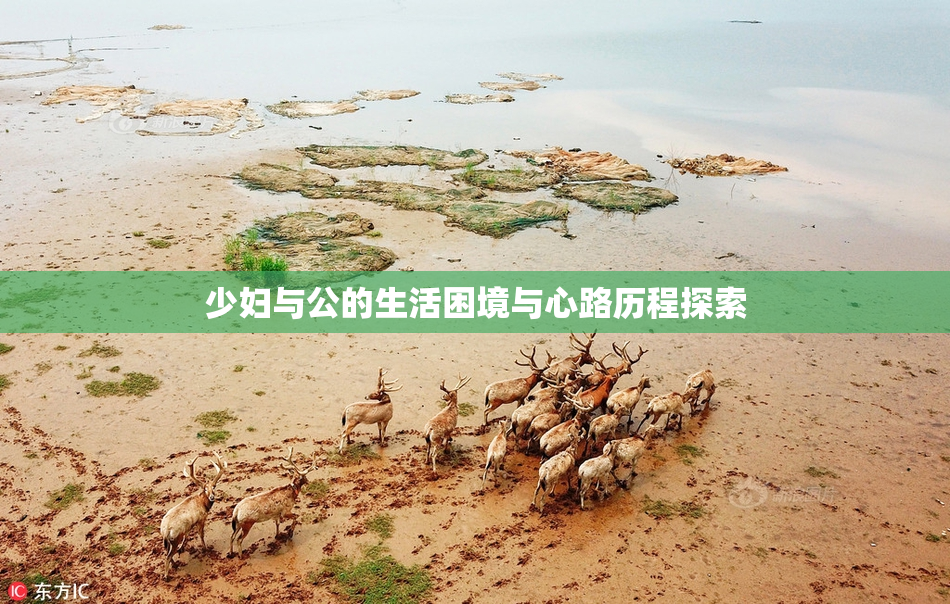 少妇与公的生活困境与心路历程探索
