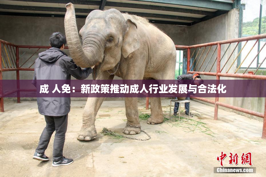 成 人免：新政策推动成人行业发展与合法化