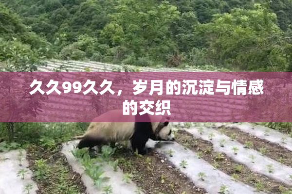 久久99久久，岁月的沉淀与情感的交织