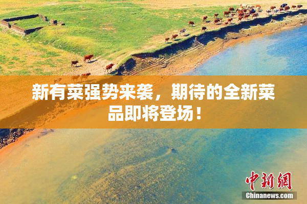 新有菜强势来袭，期待的全新菜品即将登场！