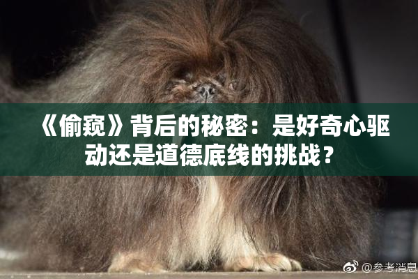 《偷窥》背后的秘密：是好奇心驱动还是道德底线的挑战？