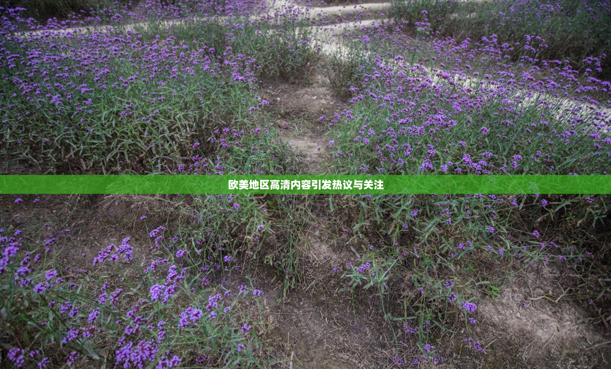 欧美地区高清内容引发热议与关注