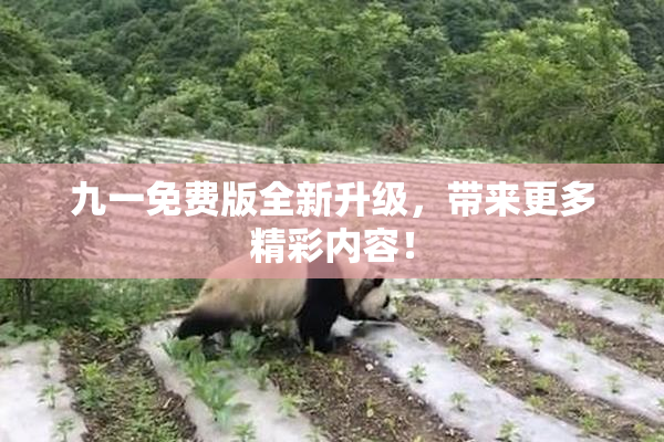 九一免费版全新升级，带来更多精彩内容！