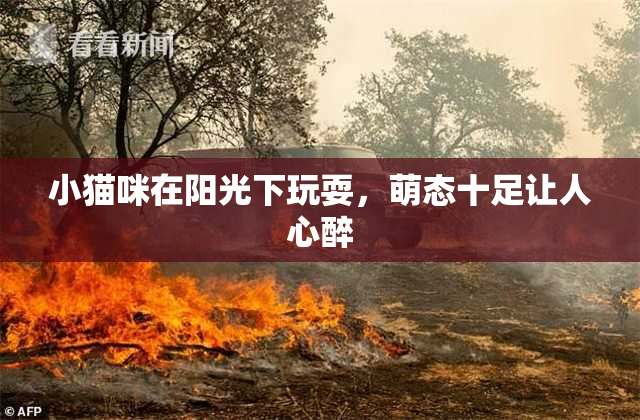 小猫咪在阳光下玩耍，萌态十足让人心醉