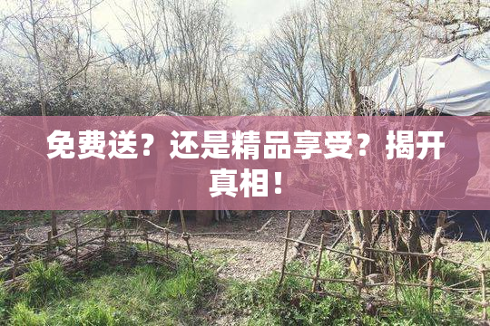 免费送？还是精品享受？揭开真相！