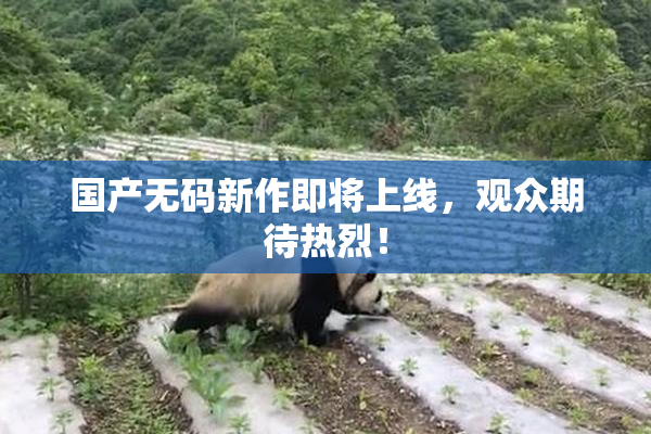 国产无码新作即将上线，观众期待热烈！