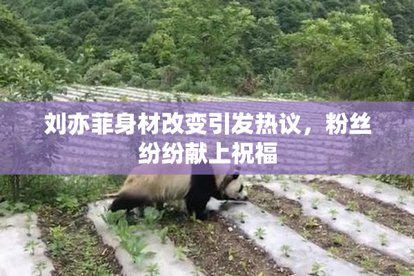 刘亦菲身材改变引发热议，粉丝纷纷献上祝福