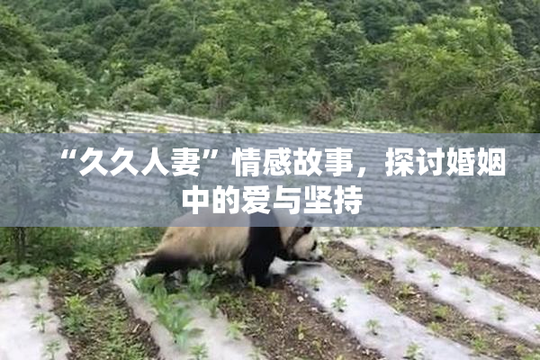 “久久人妻”情感故事，探讨婚姻中的爱与坚持