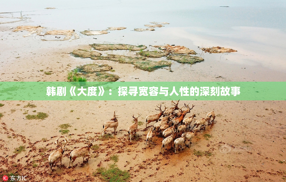 韩剧《大度》：探寻宽容与人性的深刻故事