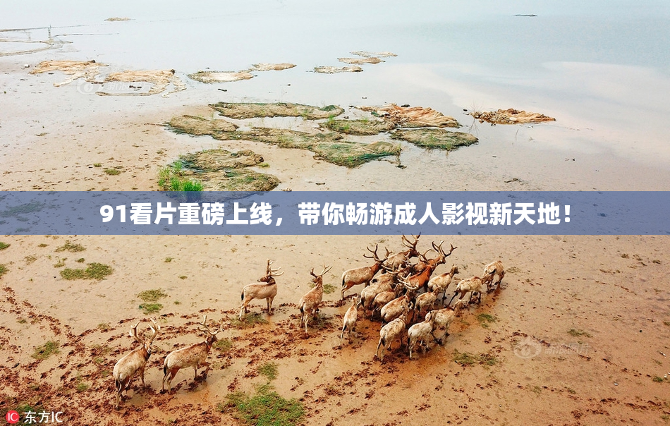 91看片重磅上线，带你畅游成人影视新天地！