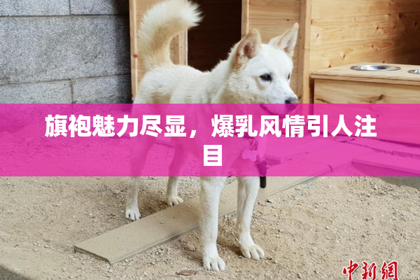 旗袍魅力尽显，爆乳风情引人注目