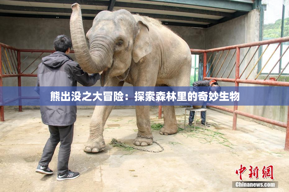 熊出没之大冒险：探索森林里的奇妙生物