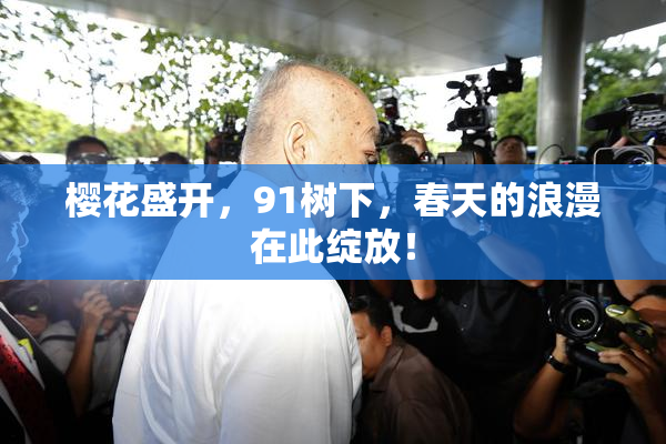 樱花盛开，91树下，春天的浪漫在此绽放！