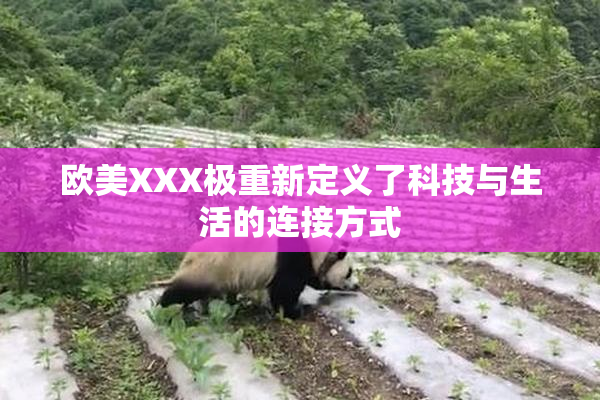欧美XXX极重新定义了科技与生活的连接方式