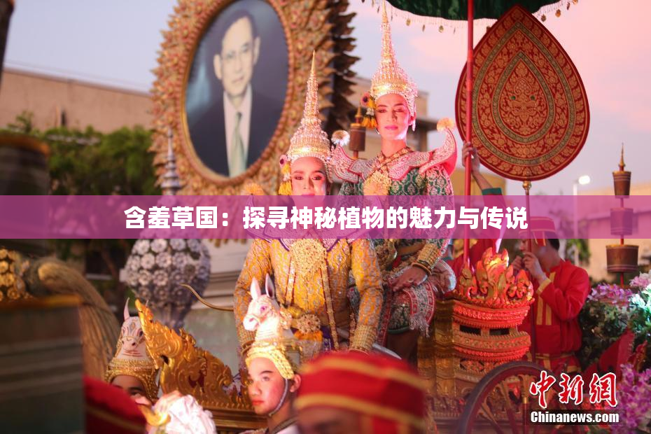 含羞草国：探寻神秘植物的魅力与传说