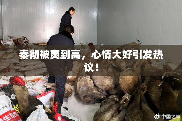 秦彻被爽到高，心情大好引发热议！