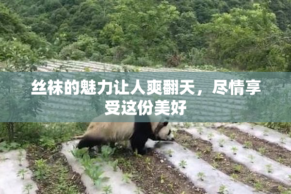 丝袜的魅力让人爽翻天，尽情享受这份美好